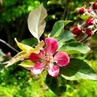 Цветет яблоня. :: Зоя Чария