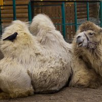 Мой зоопарк - двугорбый верблюд :: Владимир Максимов