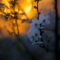 Цветки вишни на закате :: Фёдор. Лашков