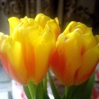 солнечные тюльпаны :: Елена Семигина