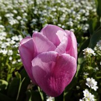 Как люблю красоту и блаженство тюльпанов… Я как в море любви в их цветенье тону.. :: Galina Dzubina