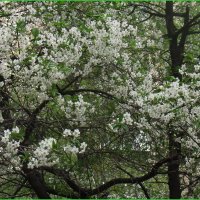 Цветы вишни :: Тарасова Вера 