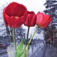 Тюльпаны в пути.. :: veilins veilins