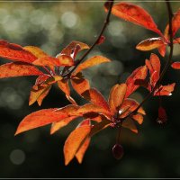 Prunus cerasifera "Pissardii" Декоративная слива в весенних лучах :: wea *