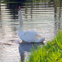 А белый лебедь на пруду... :: Ирина Баскакова