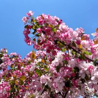 Яблони в цвету - весны творенье... :: veera v