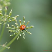 Божья коровка. :: Николай Николаевич 