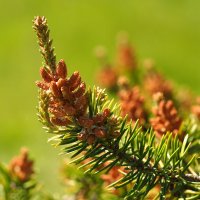 Pinus contorta Сосна скрученная весной :: wea *