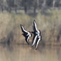 путешествие по рекам волга,кама, вятка,белая.кулик сорока. :: юрий макаров