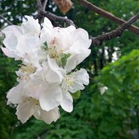 Запоздалые цветы яблони :: Galina Solovova