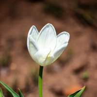 Белый тюльпан :: Светлана SvetNika17