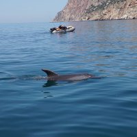 Дельфины в Балаклаве :: Lersa 
