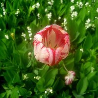 тюльпан в месяце мае :: Елена Семигина