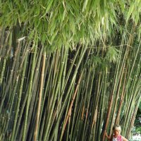 Вот это и называется бамбуком :: Стальбаум Юрий 