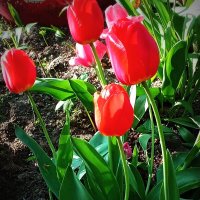 Недолгое  цветение  тюльпанов :: Фотогруппа Весна
