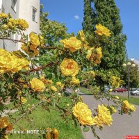 Куст жёлтой розы :: Игорь Сарапулов
