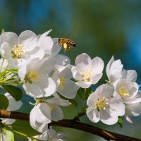 Северная пчела  опылянет северные яблони) В Ухте есть пчелы, никогда бы не подумал, откуда) :: Николай Зиновьев