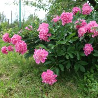 Куст розовых пионов :: Gen Vel