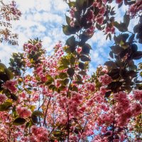 Сакура цветет в японском саду. Крым. Мрия :: ARCHANGEL 7