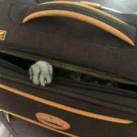 Серый призрак коричневого чемодана :: Pippa 
