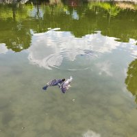 Парк  в Турции.  Черепаха  ест  рыбу  в  пруду :: Фотогруппа Весна