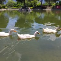Прекрасные  лебеди  в  парке  в Денизли /Турция/ :: Фотогруппа Весна