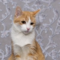 Red Cat :: Владимир Лазарев