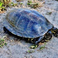 Болотную черепаху мы встретили на дороге к озеру Симагино. :: Восковых Анна Васильевна 