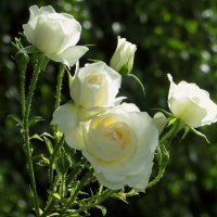 Изящная грация белых роз :: Татьяна Смоляниченко
