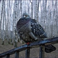 Портрет русского голубя :: Виктор Перякин