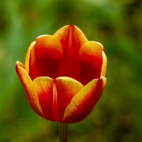 Тюльпаны в апреле :: Игорь Сикорский