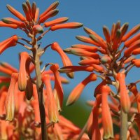 Aloe Saponaria/Maculata  Алоэ мыльное/пятнистое :: wea *