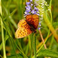 летние бабочки   1 :: Александр Прокудин