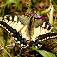 летние бабочки  5 :: Александр Прокудин