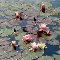 ..чудо природы-водяные лилии на Свибловском пруду..... :: galalog galalog