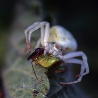 Цветочный паук :: Alexander Andronik