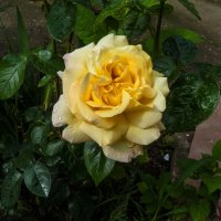 Жёлтая роза :: Валентин Семчишин