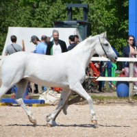 Международная конная выставка "Иппосфера" 2023 :: Николай 