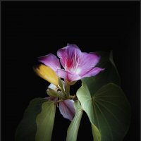Bauhinia Variegata (Orchid Tree) :: алексей афанасьев
