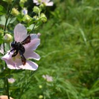 Древесная пчела :: Андрей Хлопонин