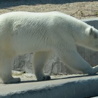 Московский Зоопарк. Белая медведица. Топ-топ... :: Наташа *****
