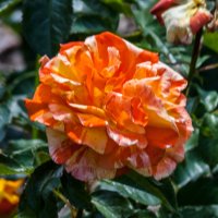 Роза в ботаническом саду,Симферополь :: Валентин Семчишин