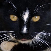 black cat :: Vlad Dega aka Sashka Х