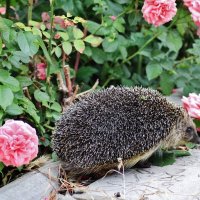 такой вот колючий гость ко мне сегодня заглянул в сад. :: Восковых Анна Васильевна 