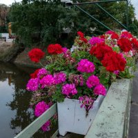 Вечерние цветы  на мосту :: Николай Гирш