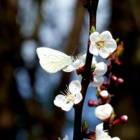 весенние бабочки 7 :: Александр Прокудин