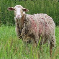 Бедная овечка :: Сеня Белгородский