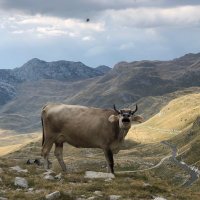 Черногорская корова :: Артур Вельш