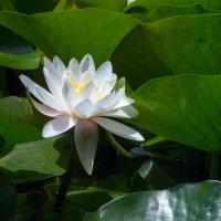 Белая  лилия,ботанический сад,Симферополь :: Валентин Семчишин