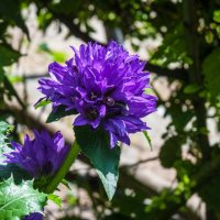 Цветы  ботанического сада :: Валентин Семчишин
